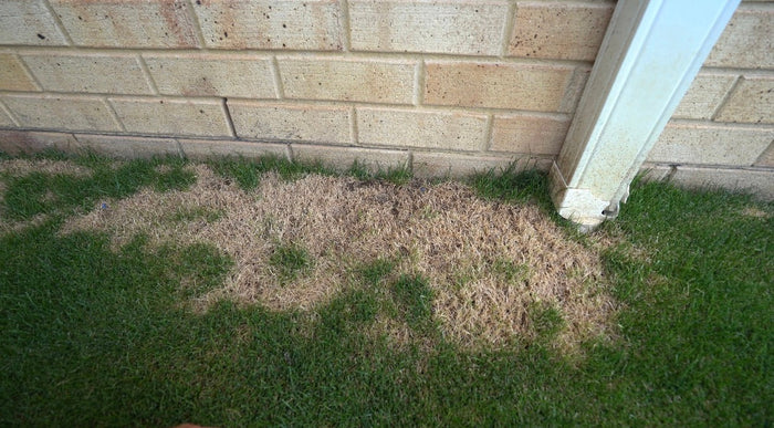 Grub Damage in lawn