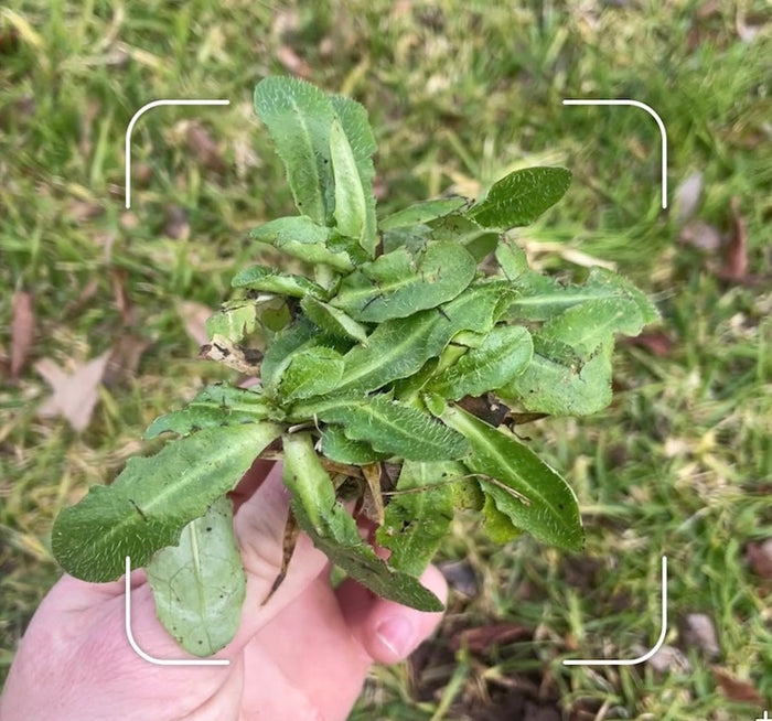 Spraying weeds in a lawn with selective herbicide