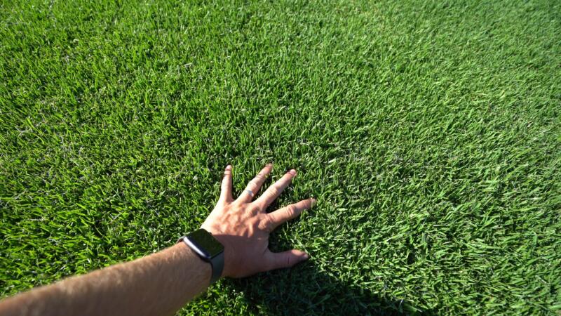 Kikuyu Lawn