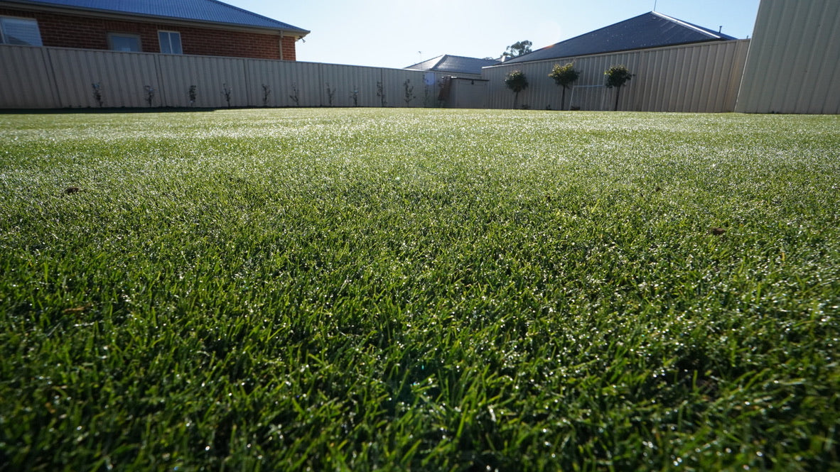 ryegrass lawn