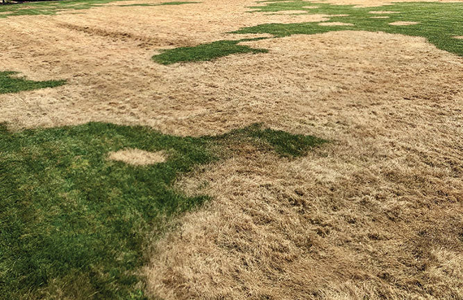 Lawn Army worm damage