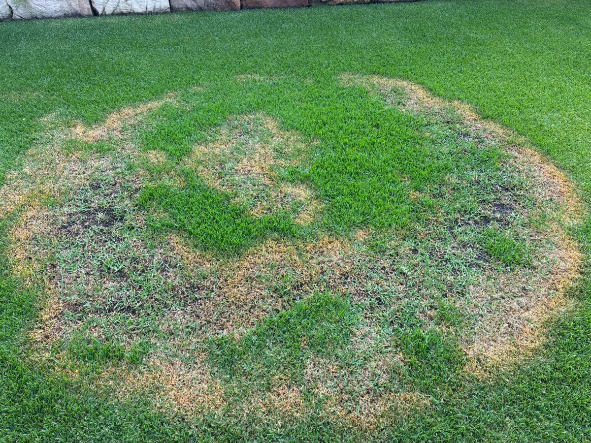 Brown patch disease