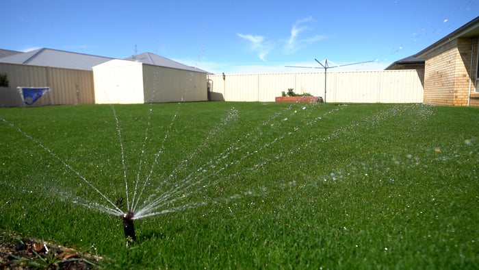 Watering ryegrass lawn