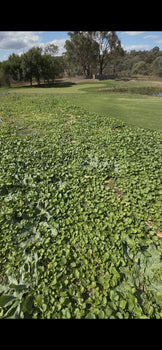 Mallow and lambs tongue