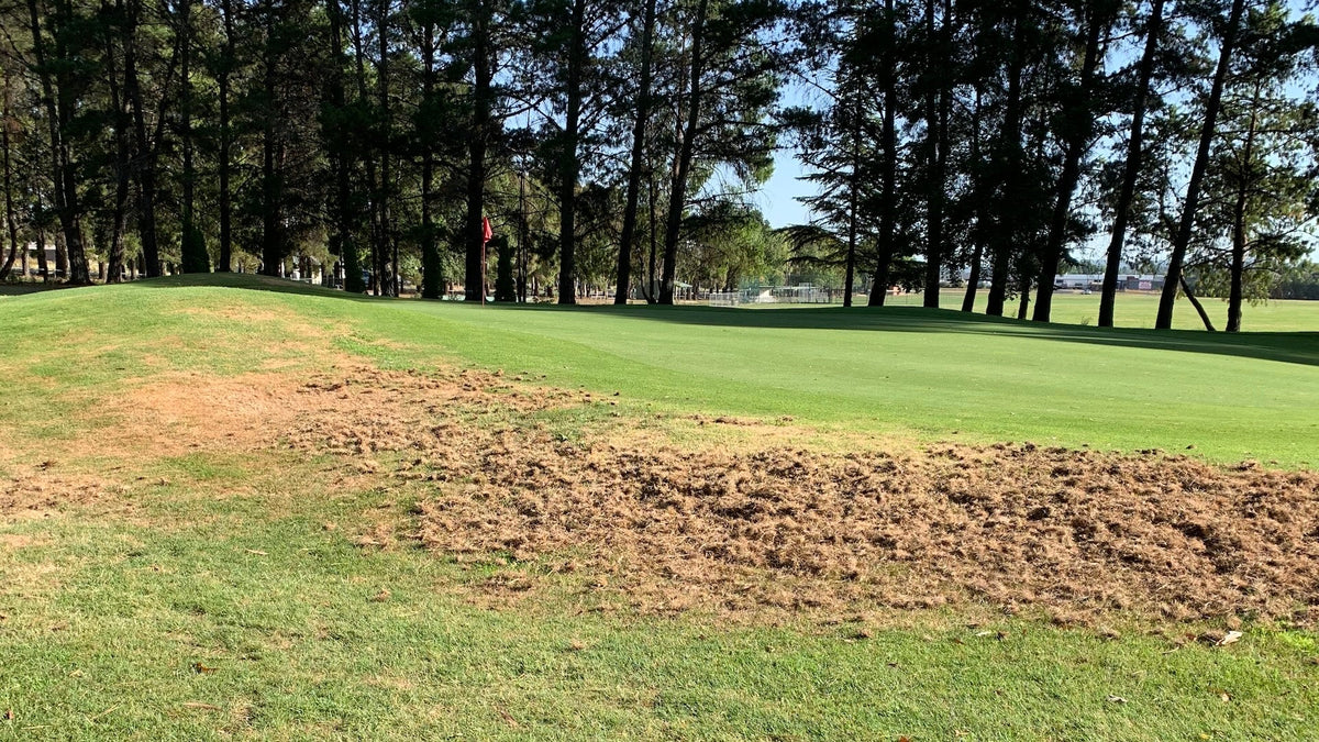 Black beetle grub damage