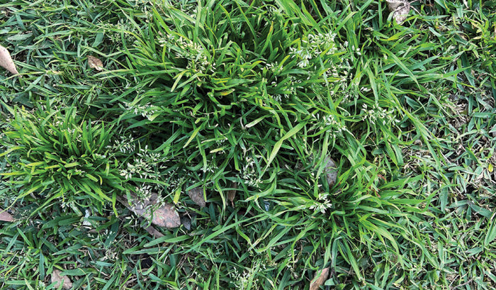 Wintergrass in lawn