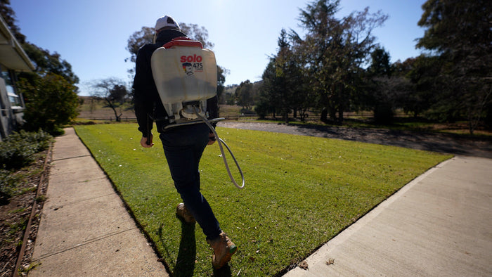 Spraying lawn