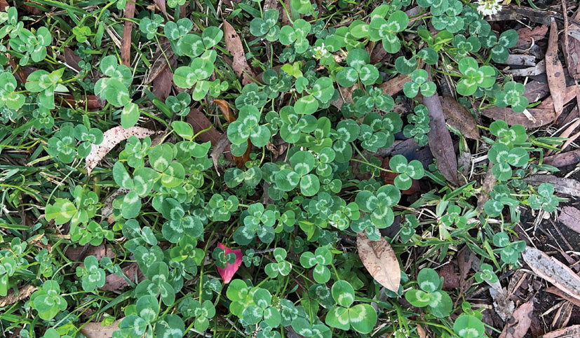 White clover