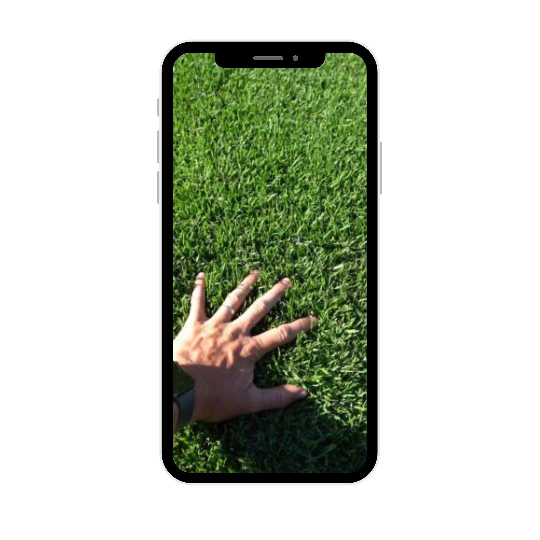 Lawn Tips buffalo lawn care plan