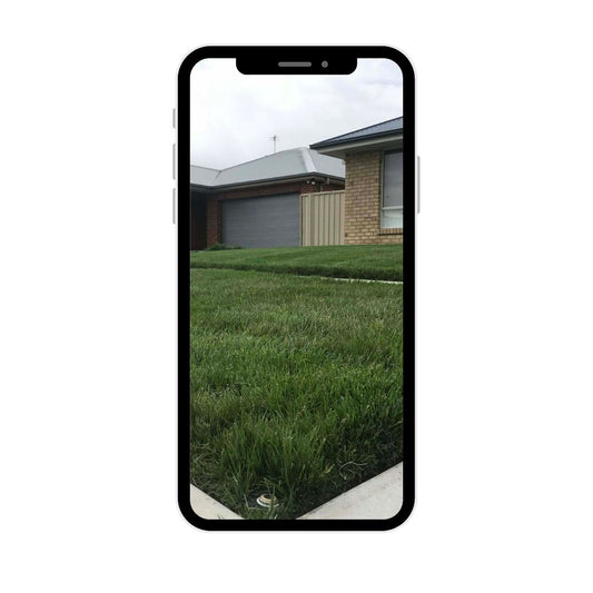 Lawn Tips tall fescue lawn care plan